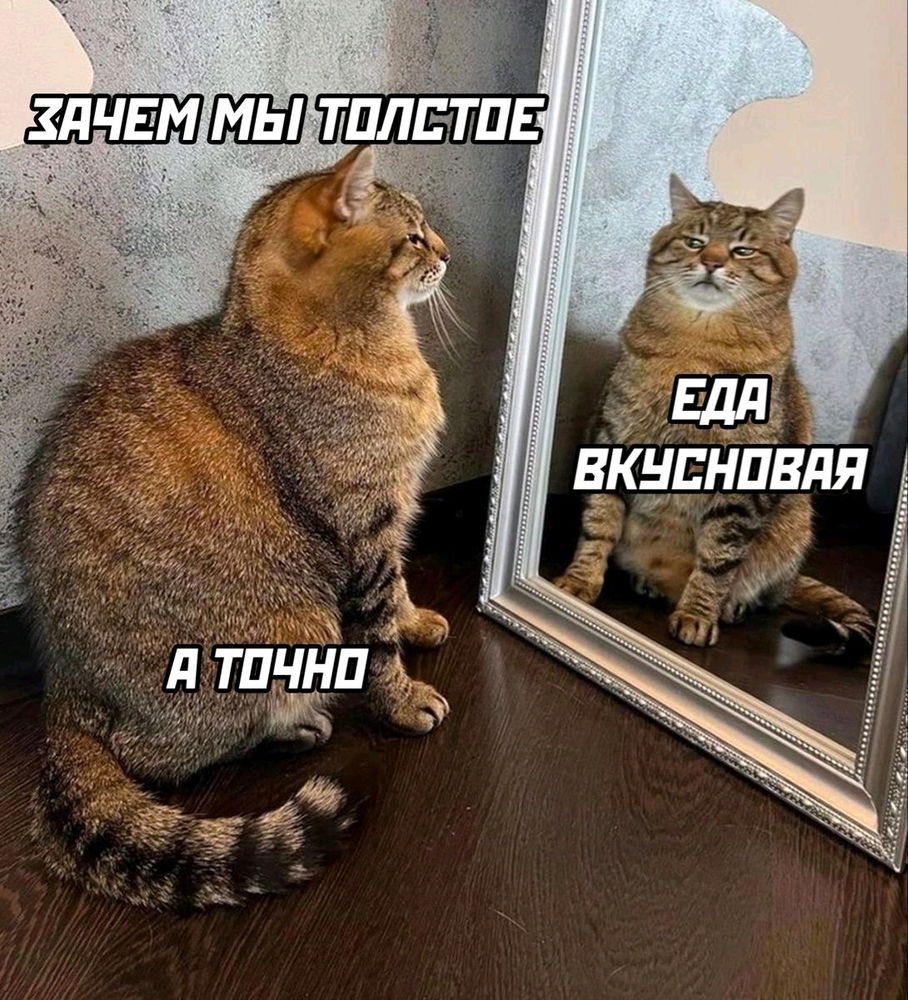 Сборник мемов с котиками