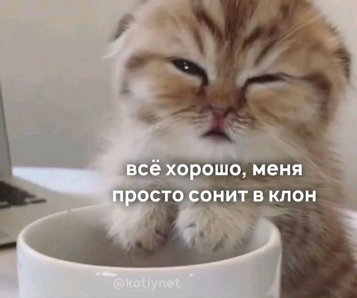 Сборник мемов с котиками