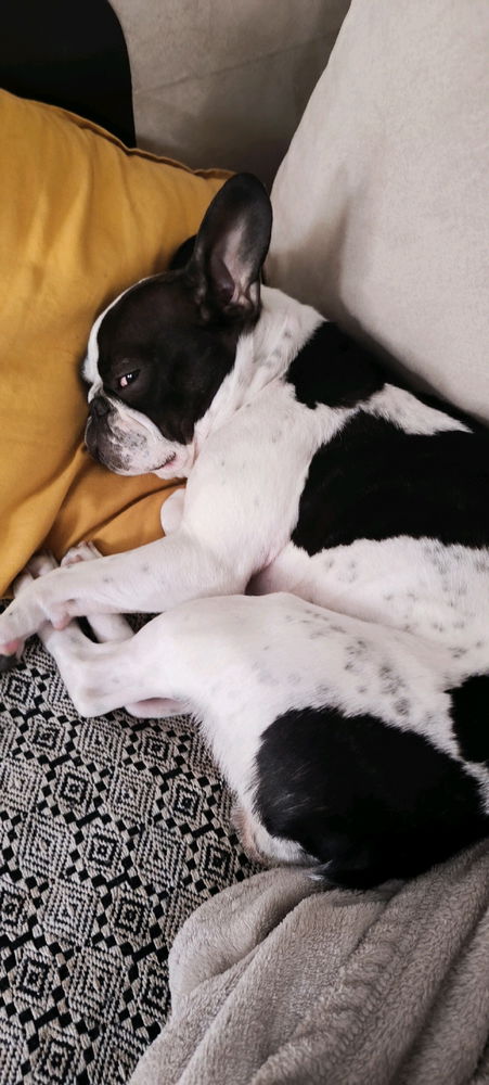 French bulldog!
