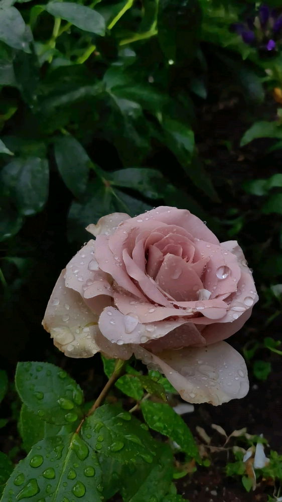 🌹