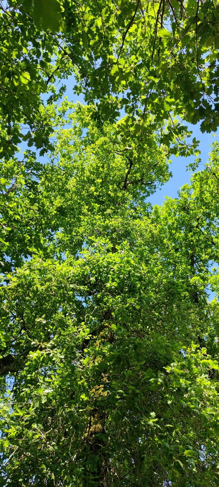 🌞🌳