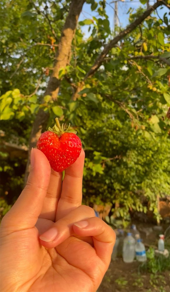 Love çileği favlayan aşkı bulacak 🍓