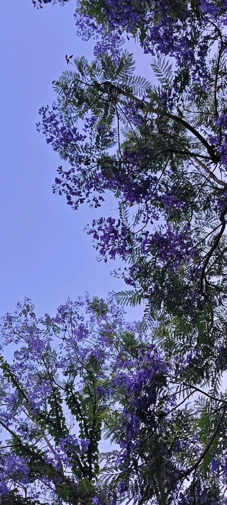 GOOD MORNING 🌸