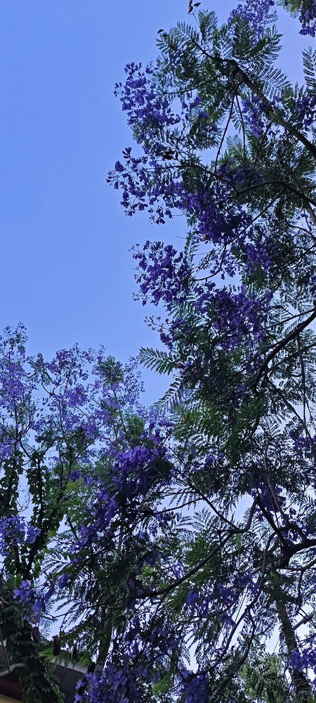 GOOD MORNING 🌸