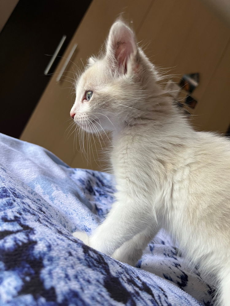 Lucifero