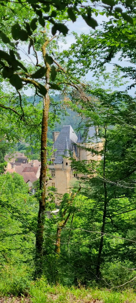 🌳🌞