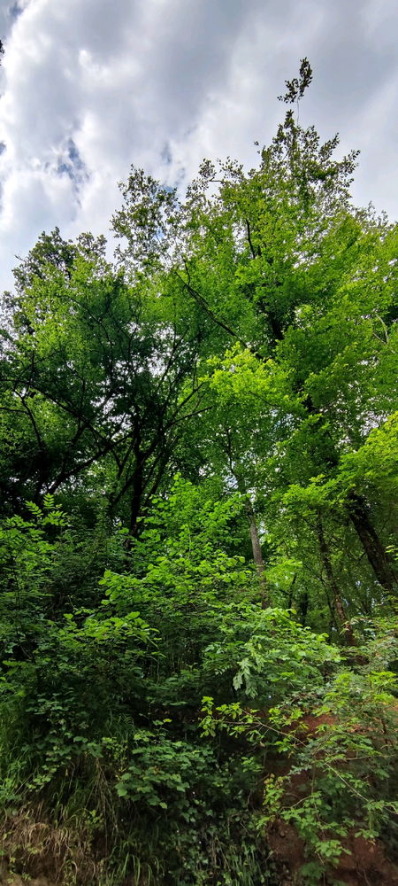 🌳🌞