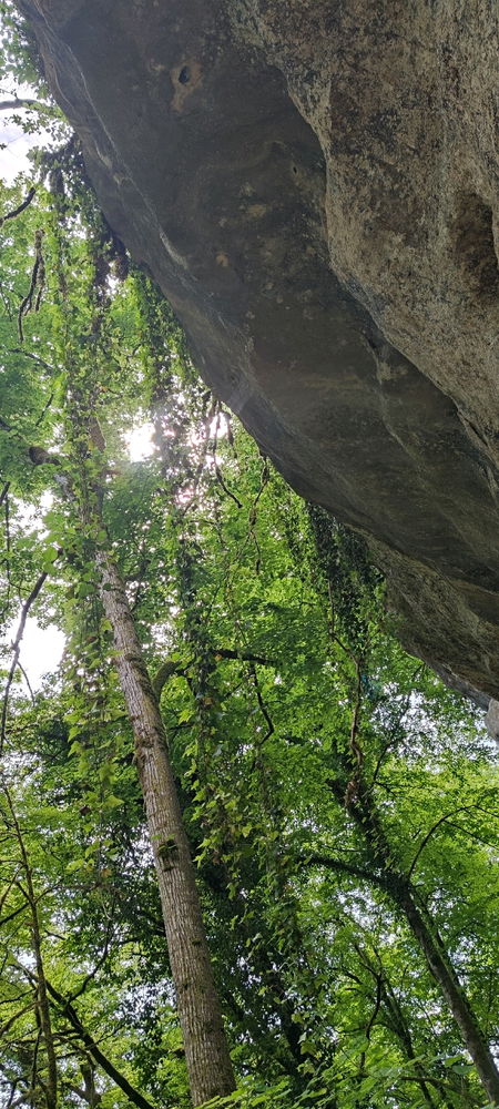 🌳🌞