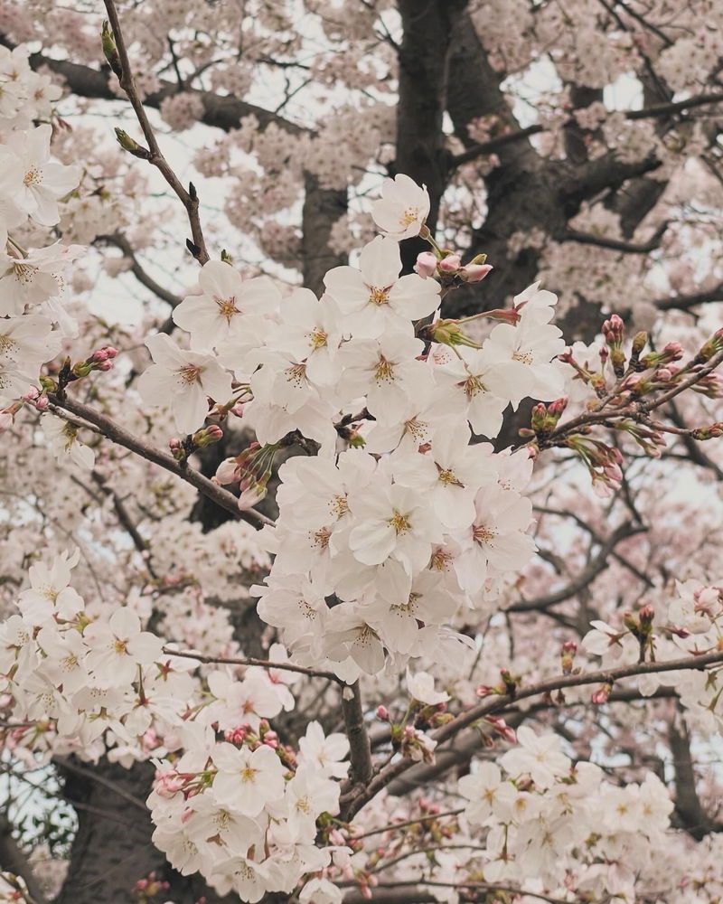 🌸