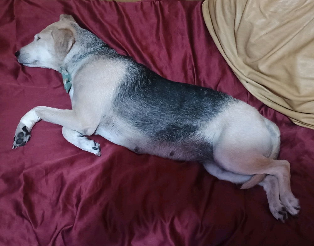 Tão fofinha dormindo