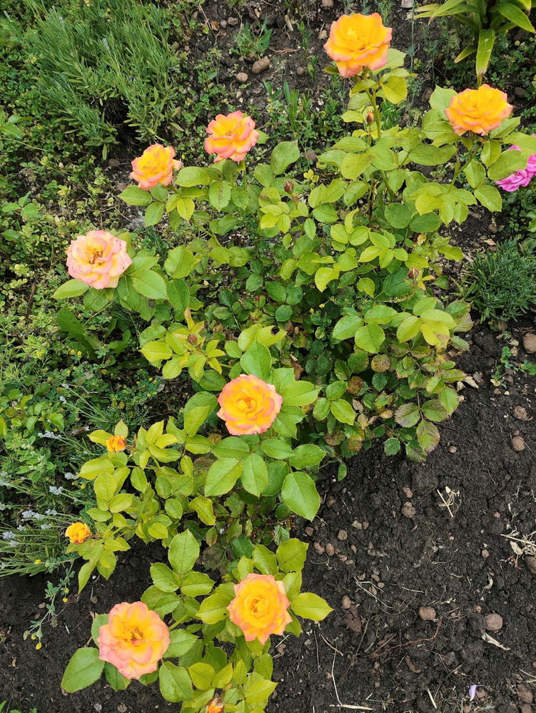 Доброго утречка и с началом лета, дамы и господа!☕🌼