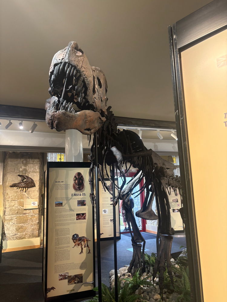Dino Museum 🦖💚