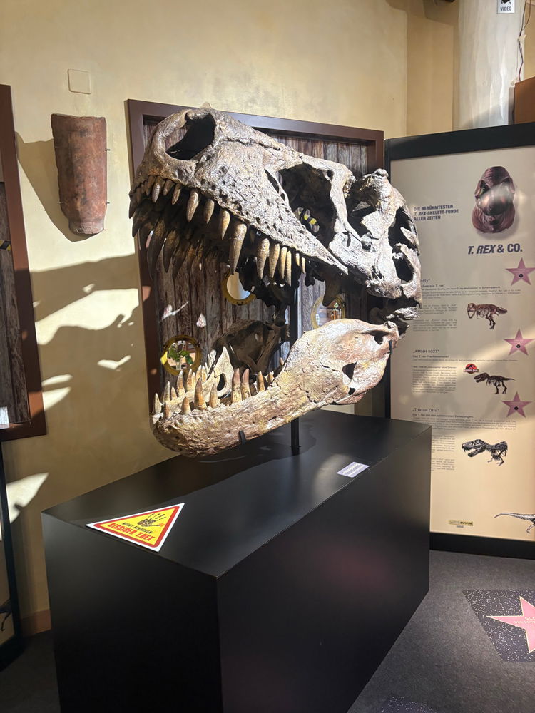 Dino Museum 🦖💚