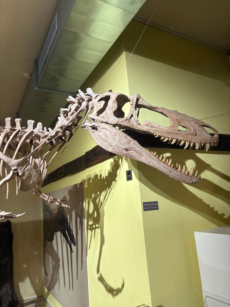 Dino Museum 🦖💚