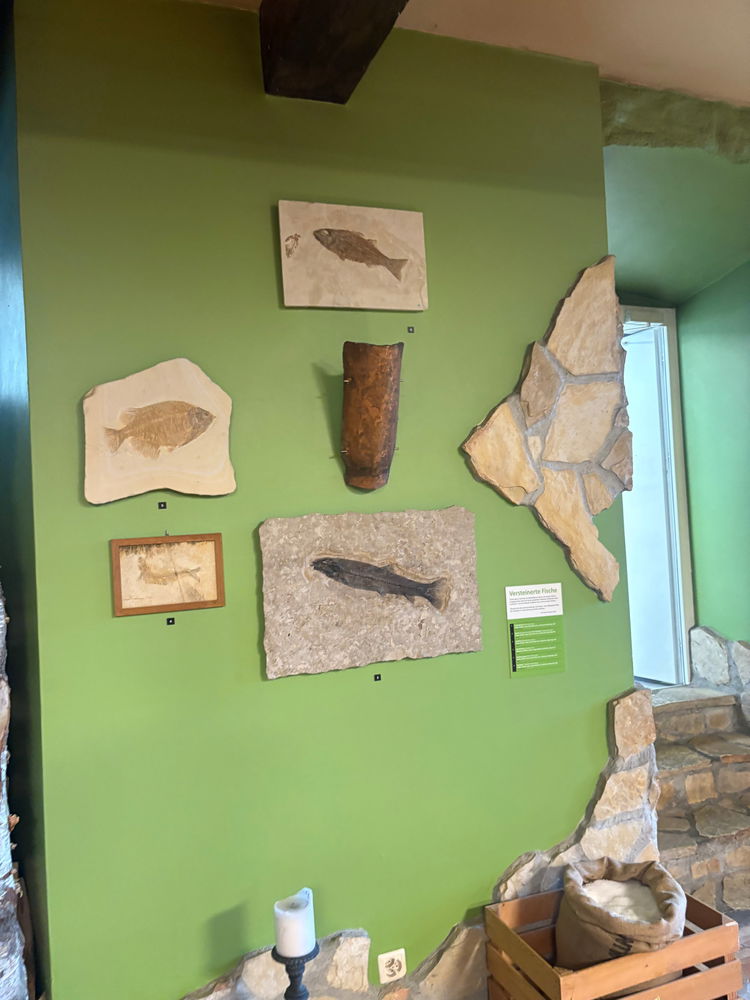 Dino Museum 🦖💚