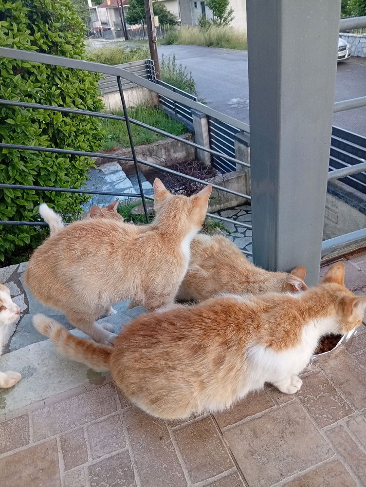 Γατοσυμμορία 😼