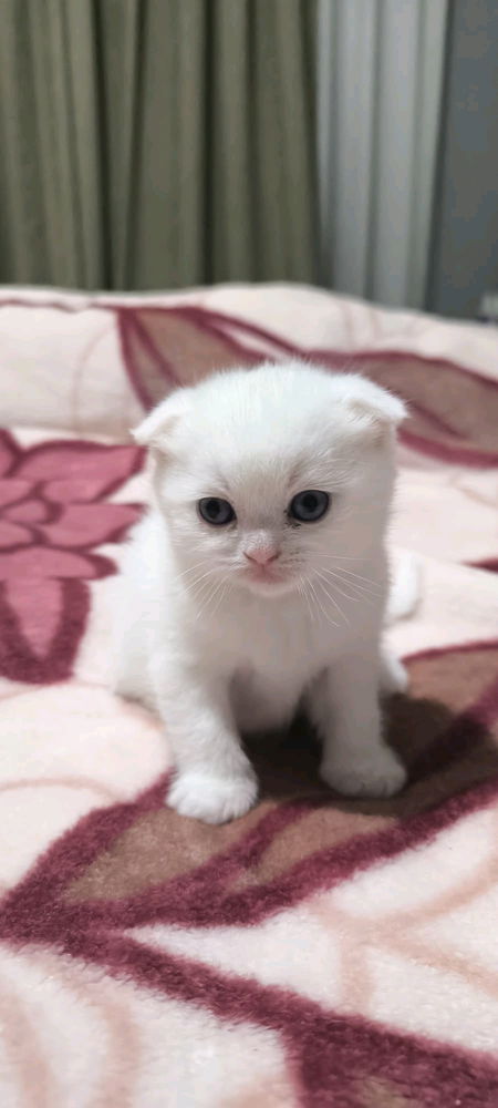 Yeni Yavrular 🥰