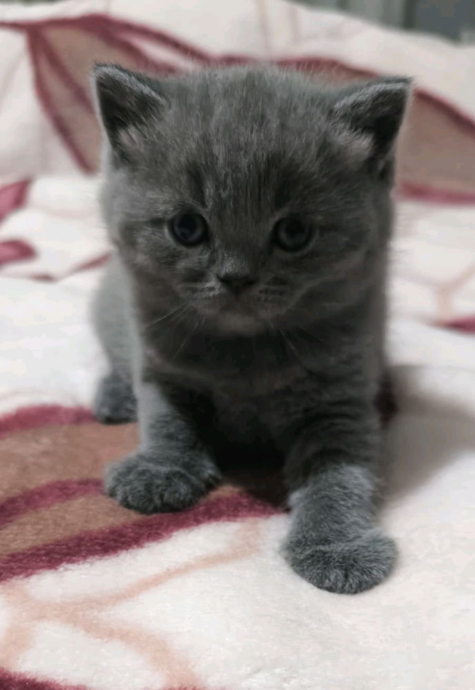 Yeni Yavrular 🥰