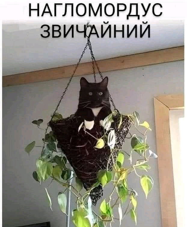 Одомашнений