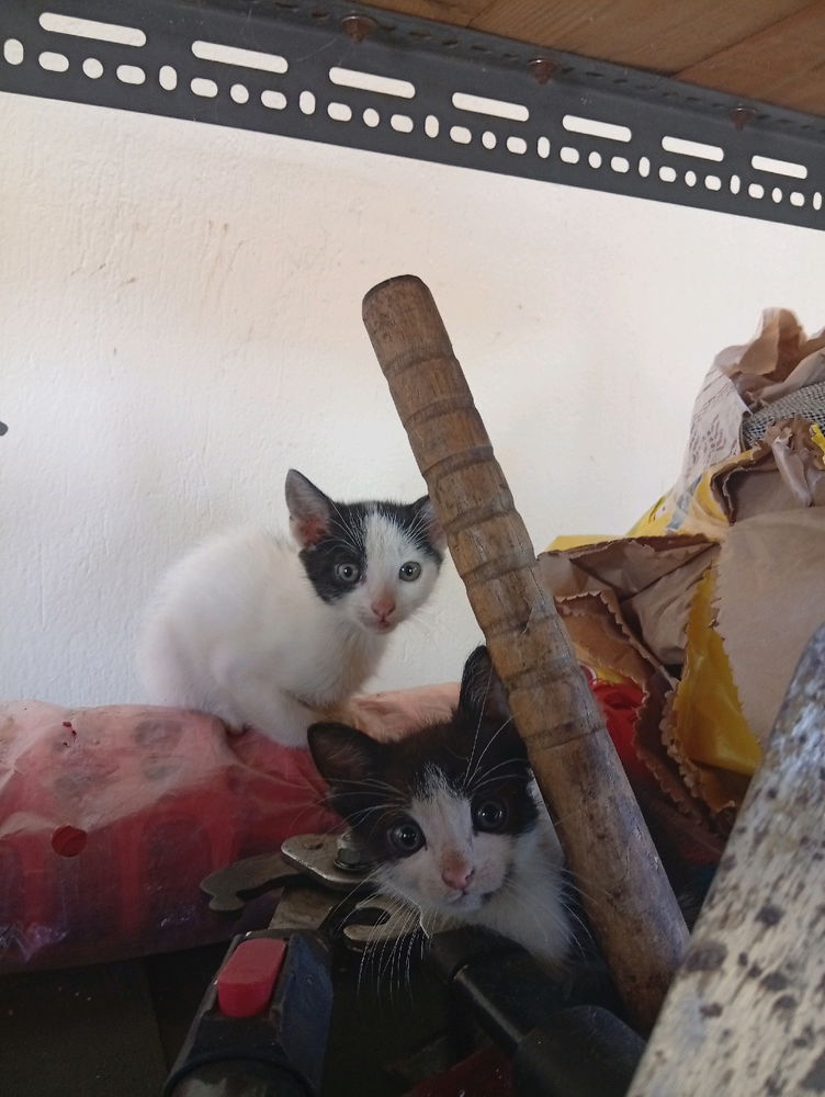 Με τους νέους εργάτες 😹😹😹