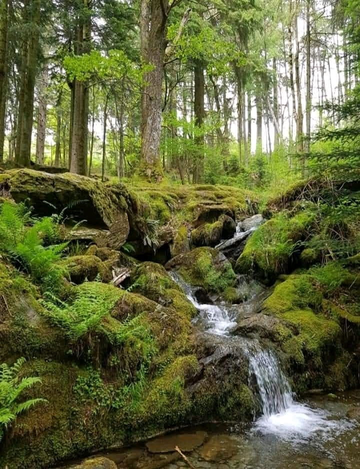 Elan Valley 🏴󠁧󠁢󠁷󠁬󠁳󠁿