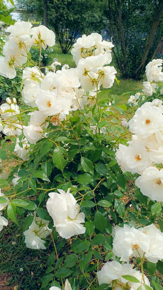 Roses