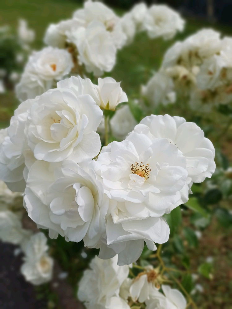 Roses