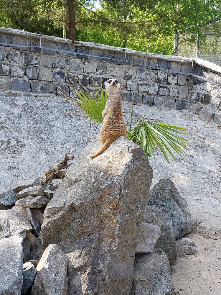 Surikaty se snad nikdy neokoukaj 🥰