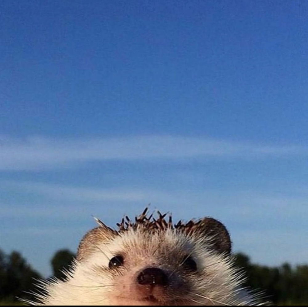 🦔
