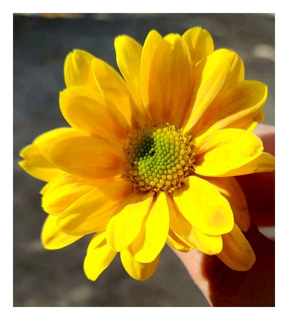 ☀️✨