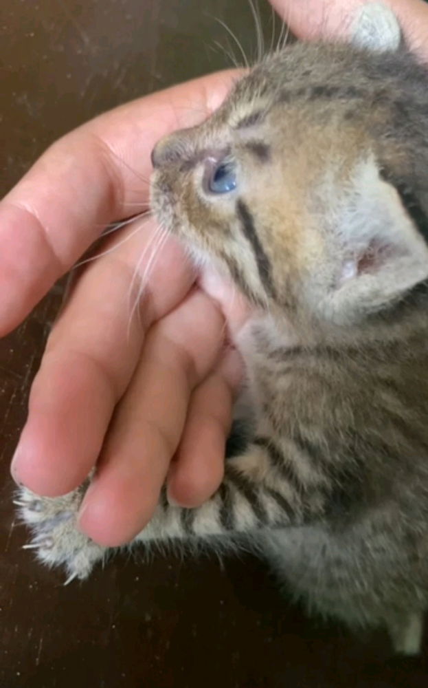 7Кот