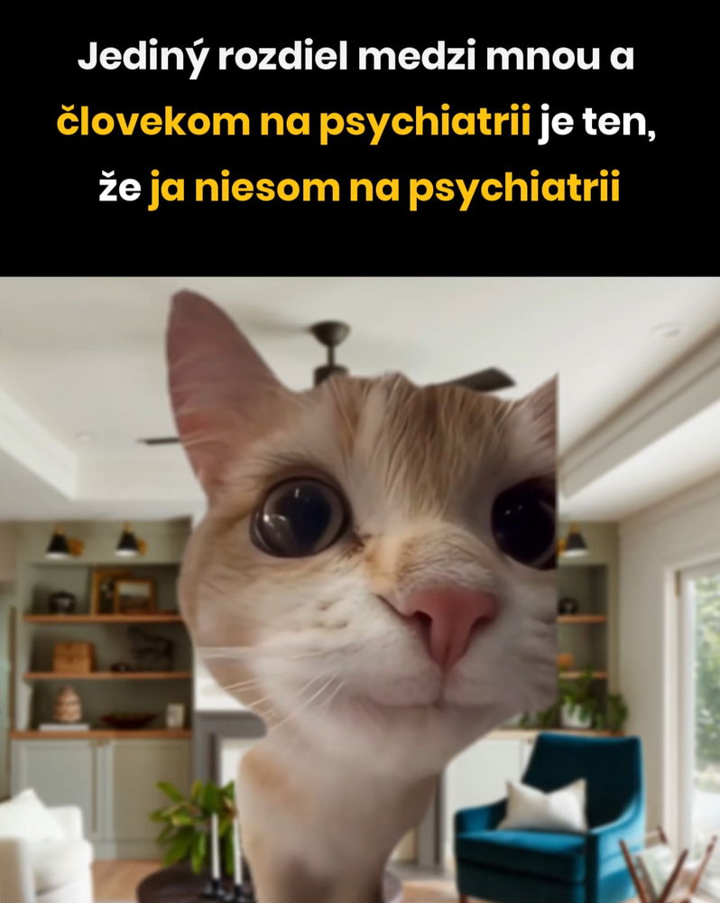 Cica 😂