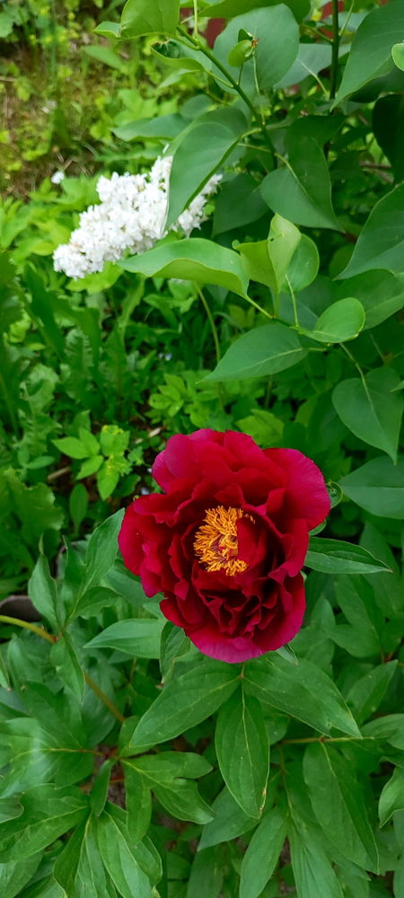 🌺🪻