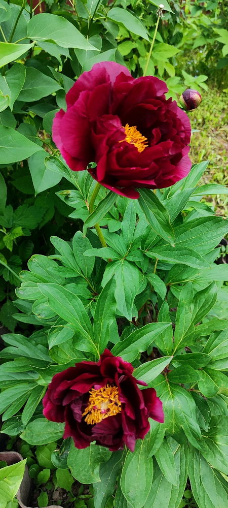 🌺🪻