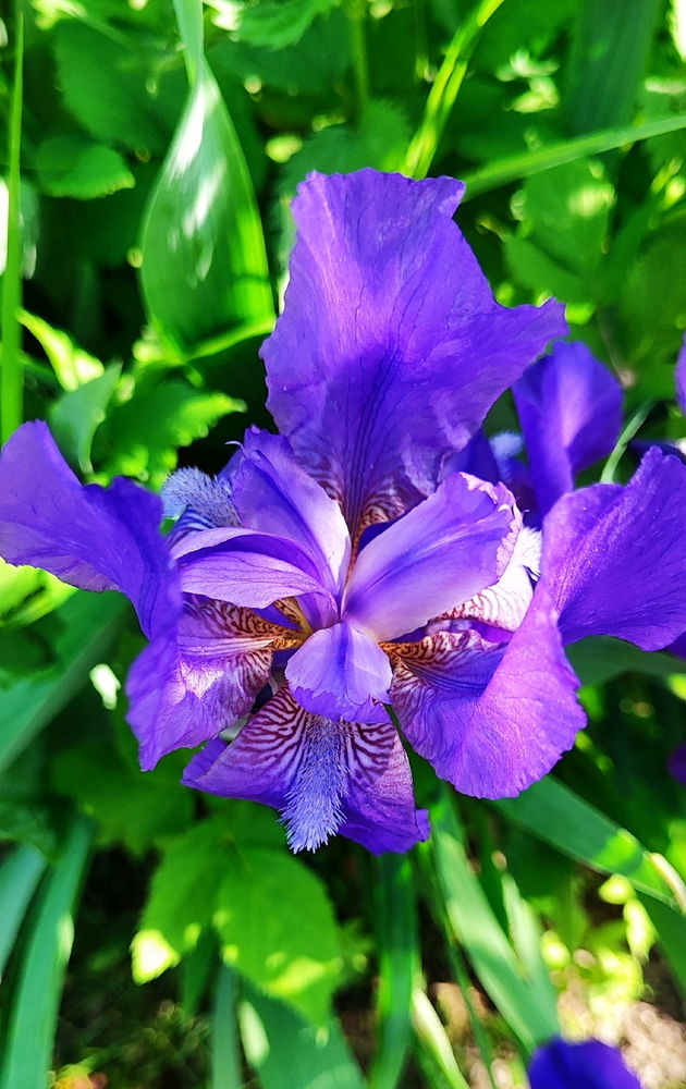 🌺🪻
