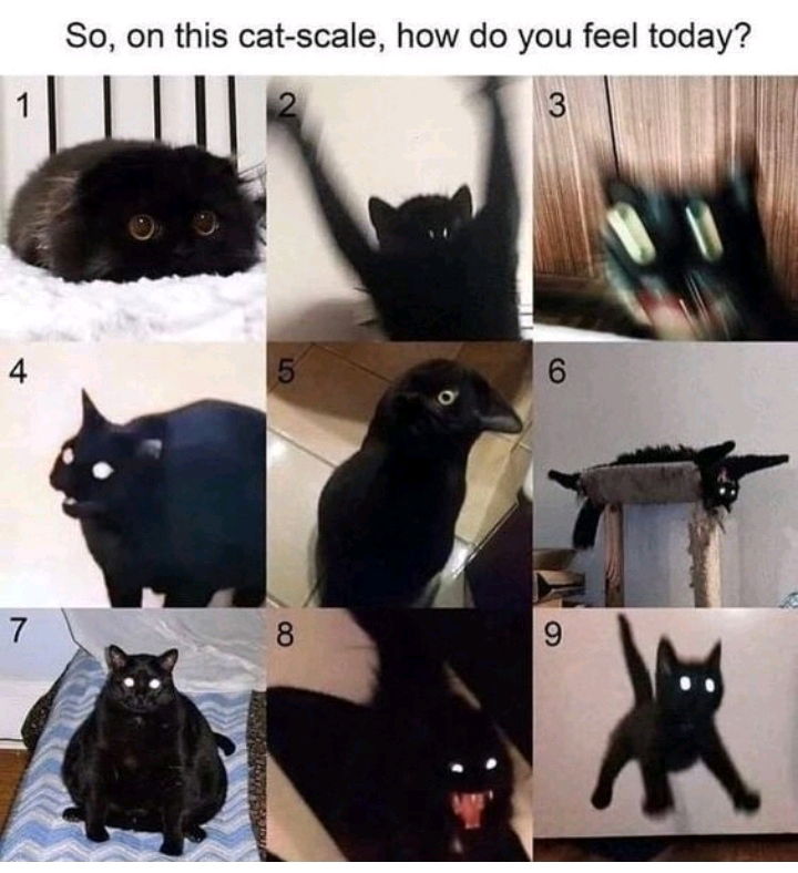 🐈‍⬛❔️