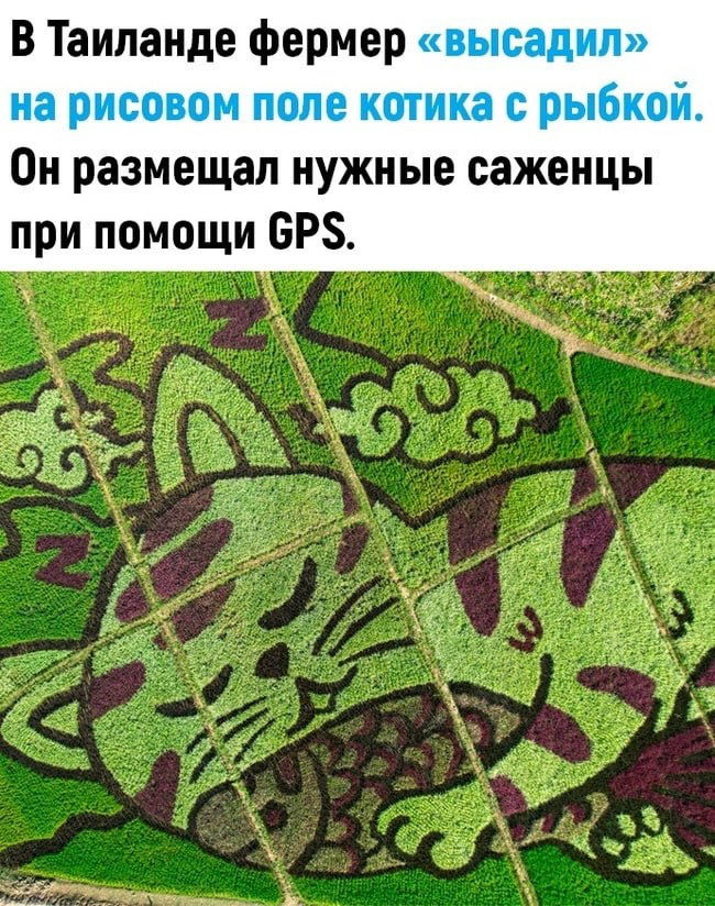 Милота
