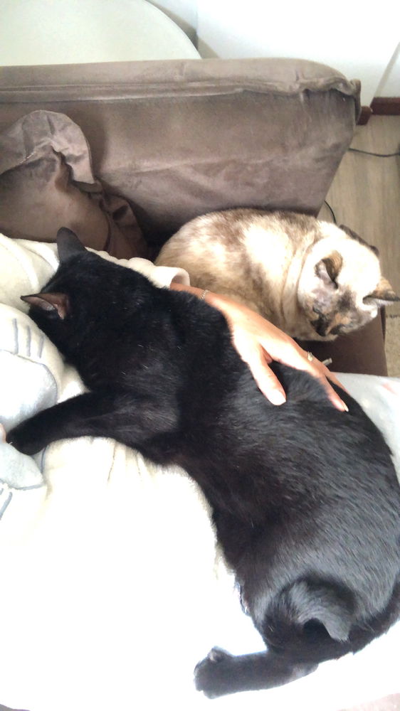 Bebês
