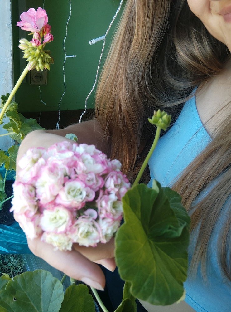 Давно хотела герань 🌸