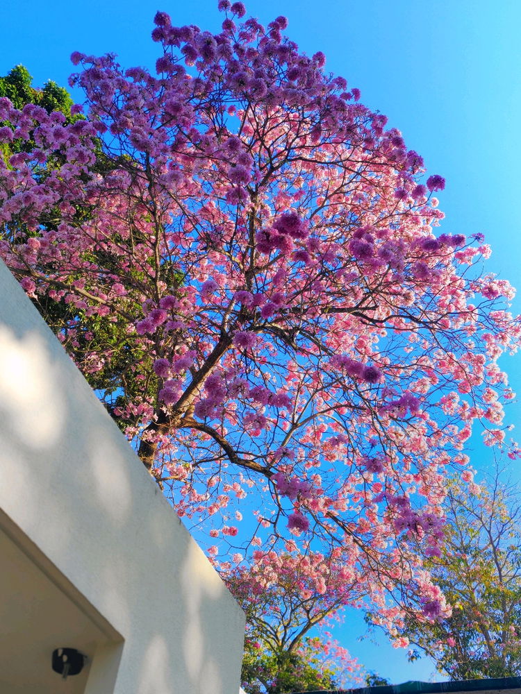 🌸