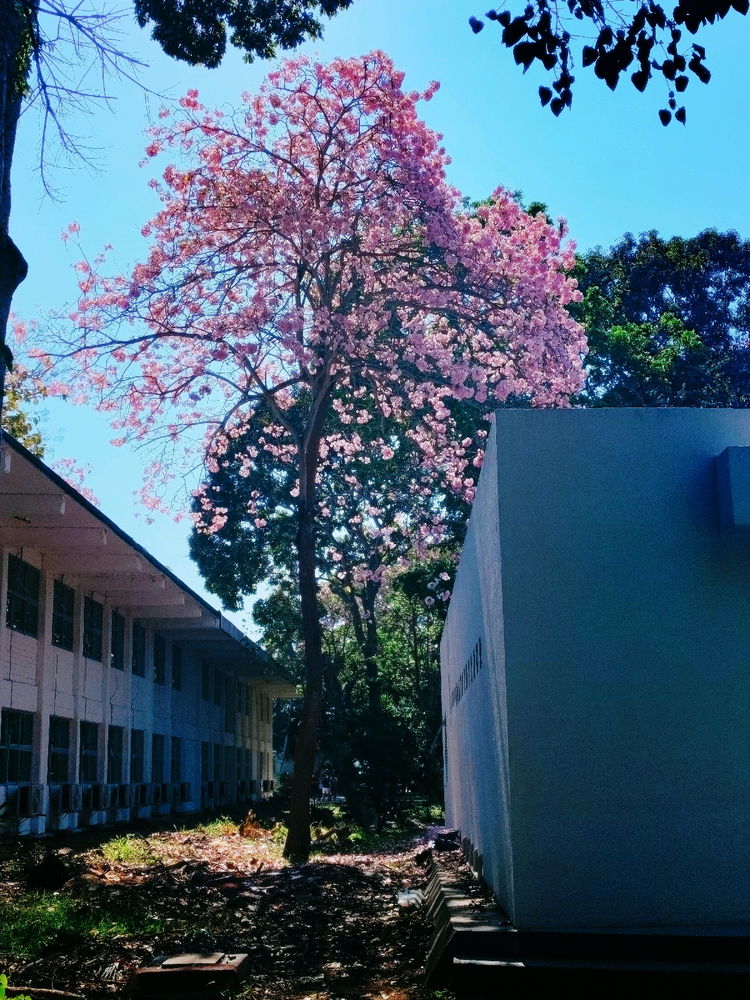 🌸
