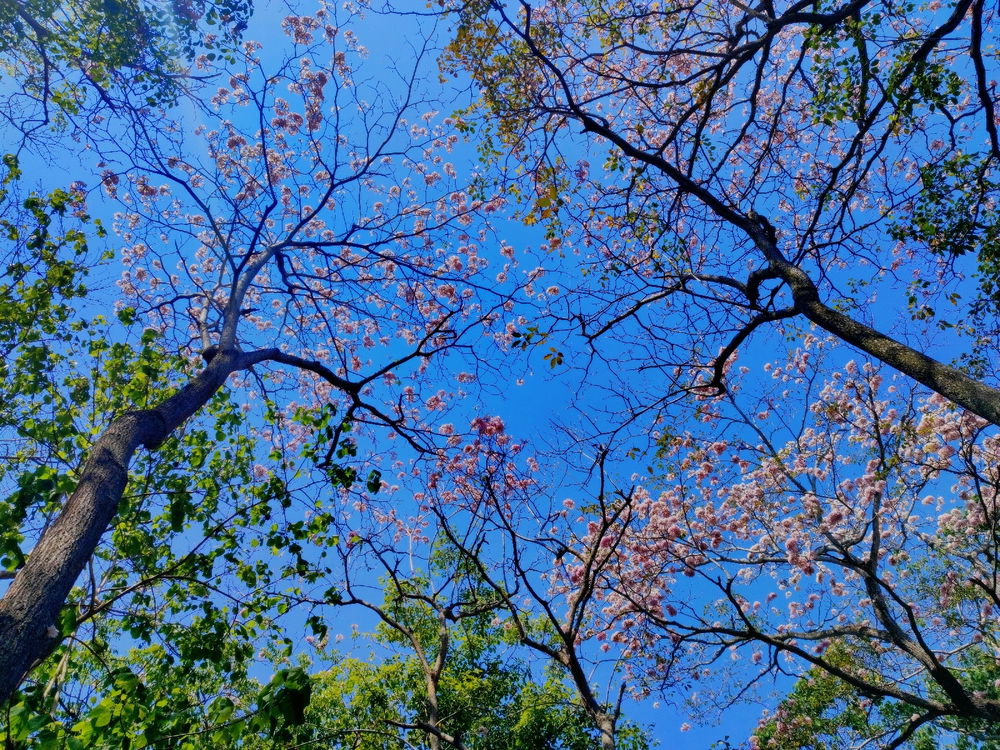 🌸
