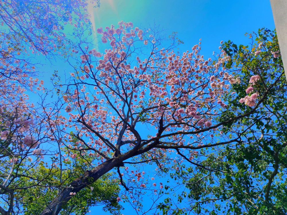 🌸