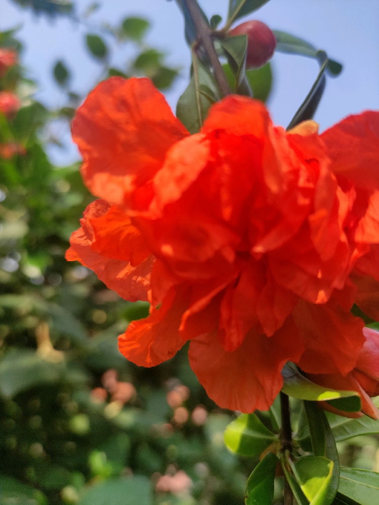 Melograno da fiore❣️