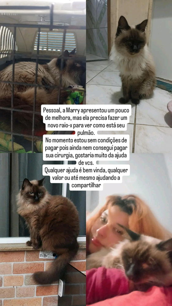 Me ajudem com minha gatinha Marry!