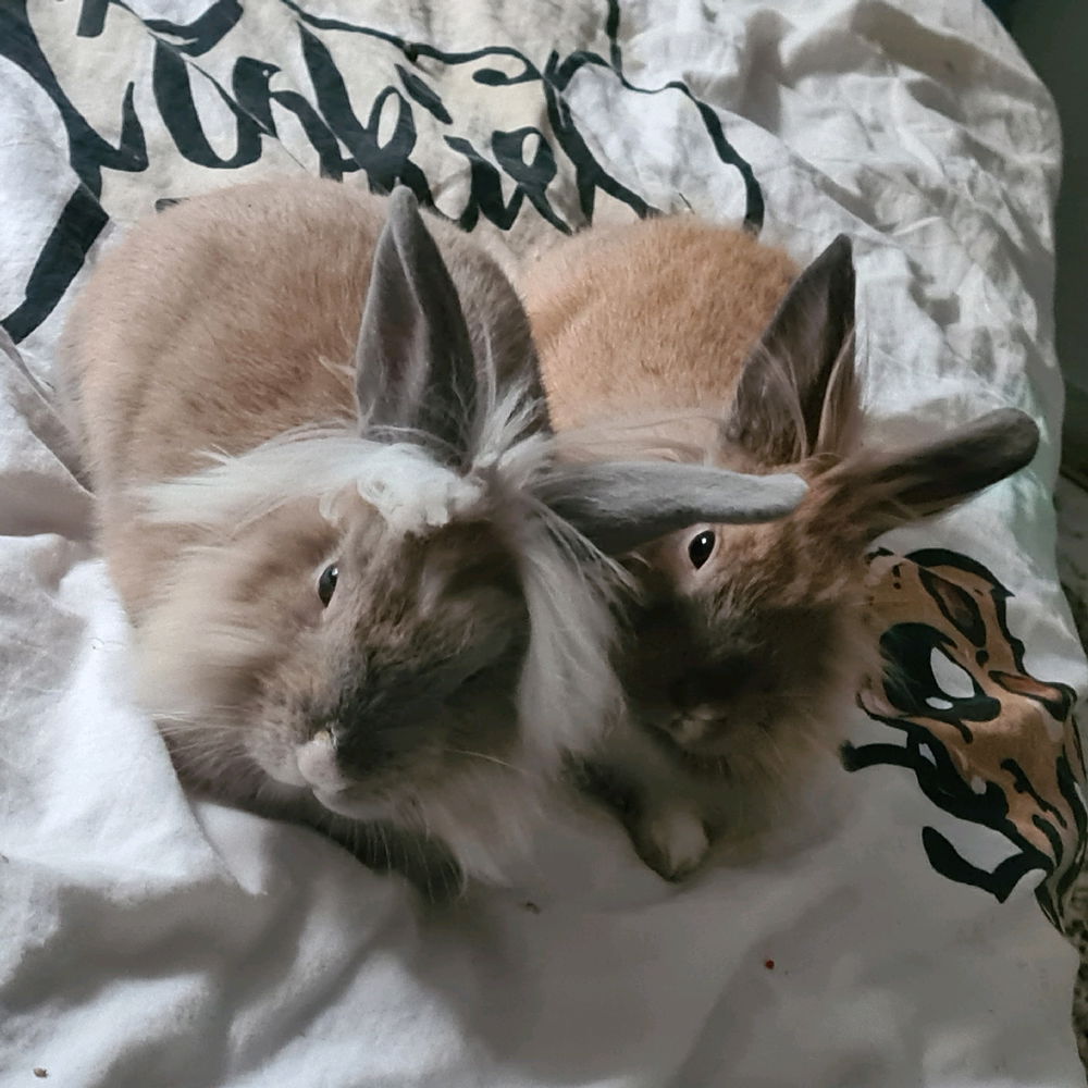내 토끼들 🐰