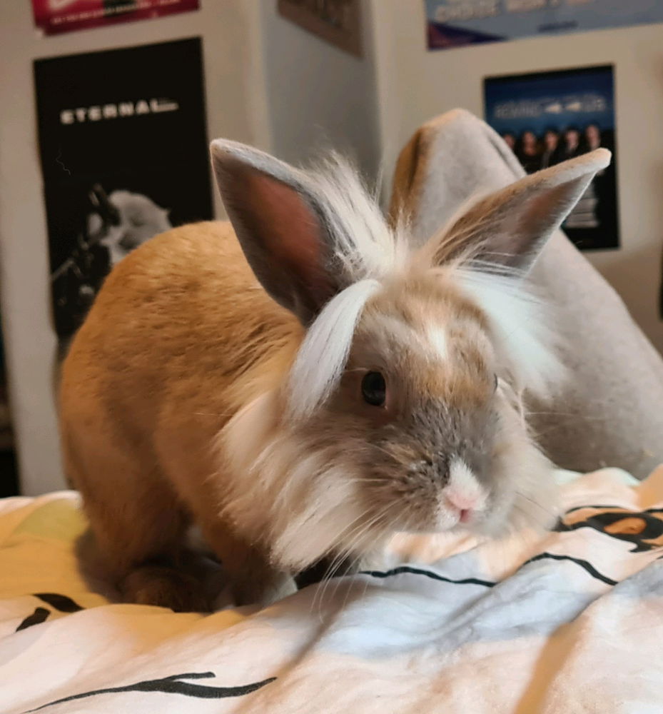 내 토끼들 🐰