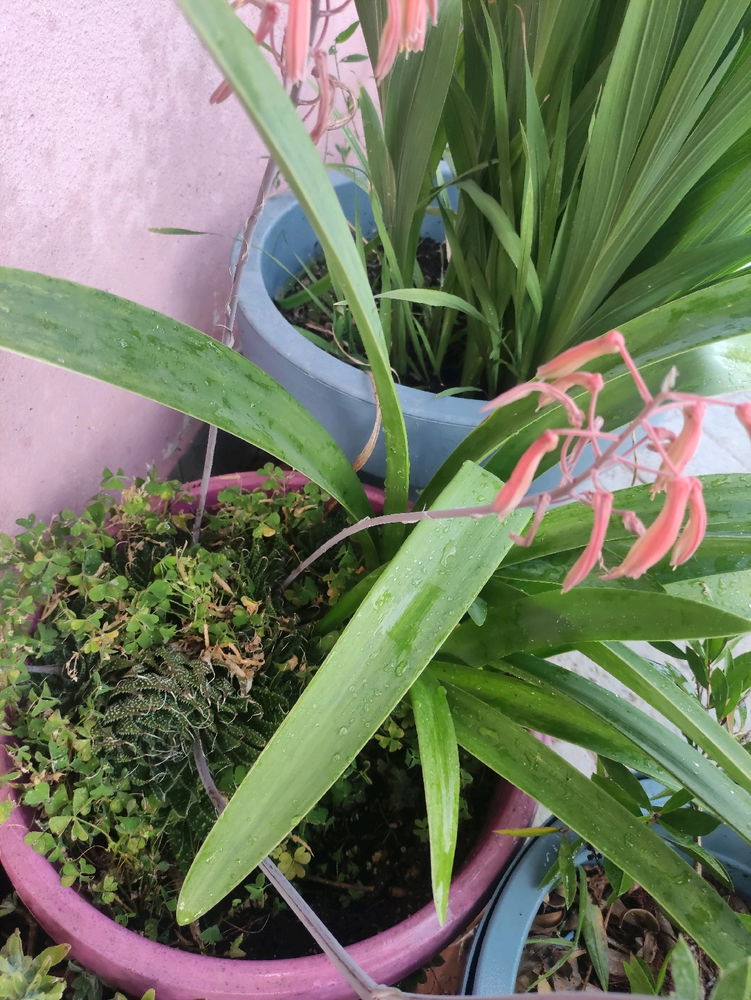 Pianta grassa 🌸