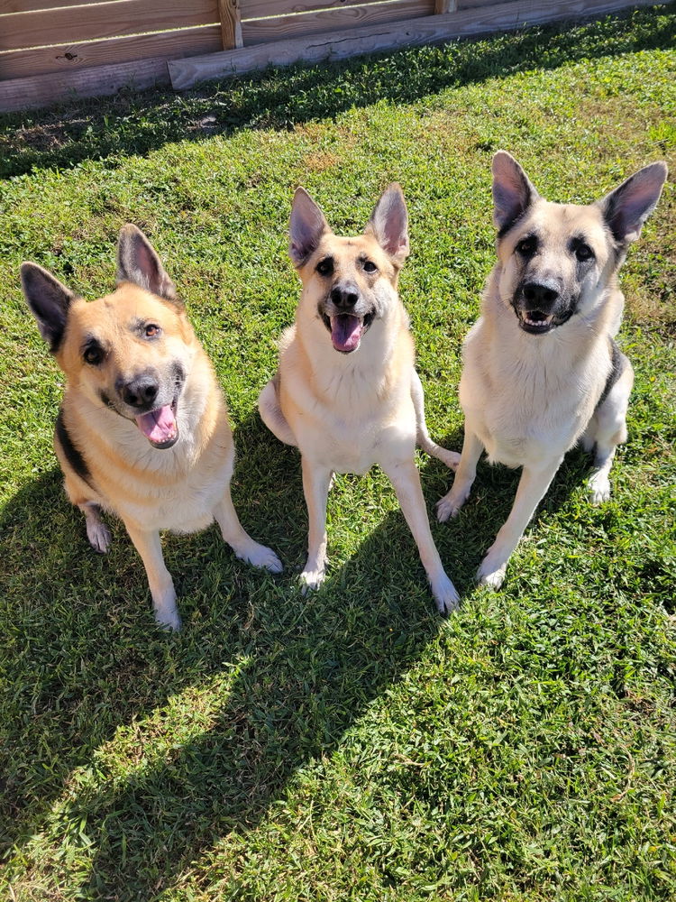 My lil landsharks🥰