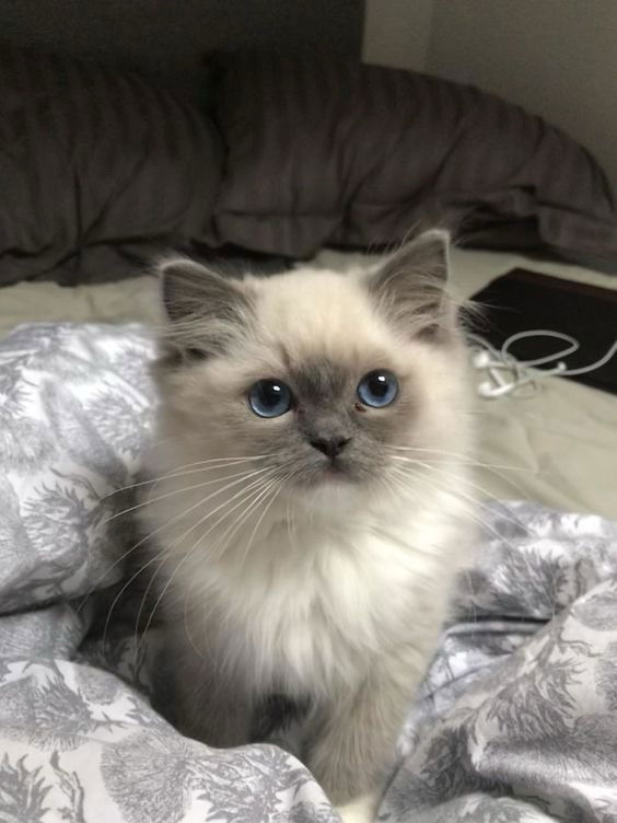 Mi mascota favorita